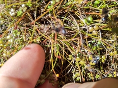 Juncus novae-zelandiae