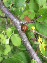 Dicranosterna semipunctata