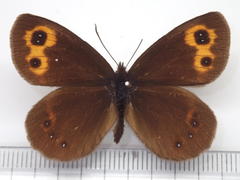 Erebia niphonica