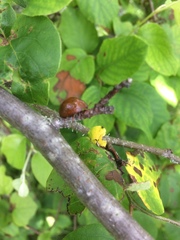 Dicranosterna semipunctata