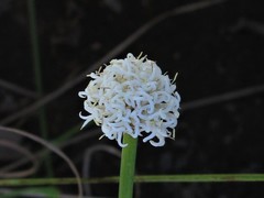 Arthrostylis aphylla