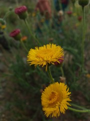 Hysterionica jasionoides