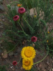 Hysterionica jasionoides