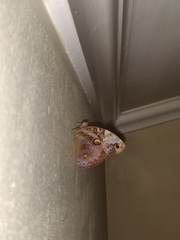 Opsiphanes cassiae cassiae