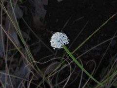 Arthrostylis aphylla