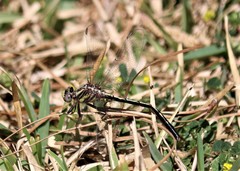 Phanogomphus oklahomensis