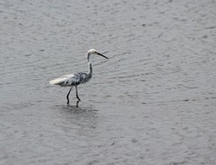 Egretta thula × tricolor