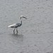 Snowy Egret × Tricolored Heron - Photo (c) D. Tilson, some rights reserved (CC BY-NC), uploaded by D. Tilson
