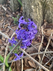 Hyacinthus