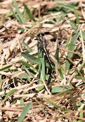 Phanogomphus oklahomensis
