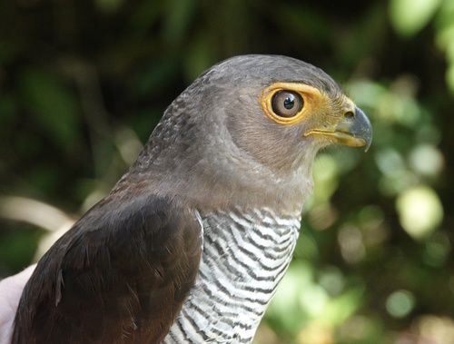 Barred Forest-falcon