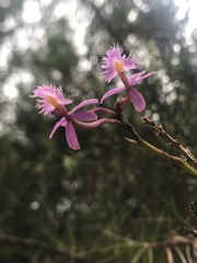 Epidendrum arachnoglossum