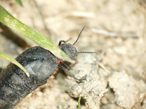 Physomeloe corallifer