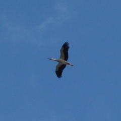 Ciconia ciconia