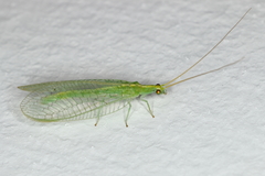 Chrysoperla externa