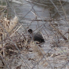 Fulica atra