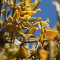 Phoradendron velutinum