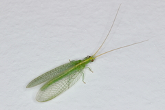 Chrysoperla externa