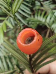 Taxus chinensis