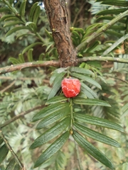 Taxus chinensis