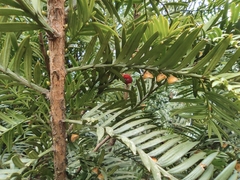 Taxus chinensis