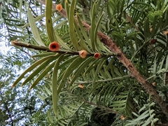 Taxus chinensis