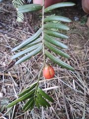 Taxus chinensis