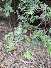 Taxus chinensis