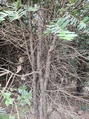 Taxus chinensis