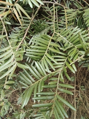 Taxus chinensis