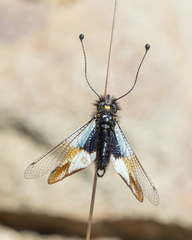 Libelloides lacteus