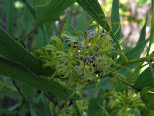 Grevillea brevis