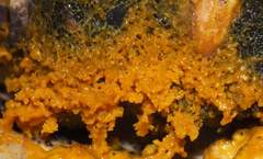 Badhamia utricularis