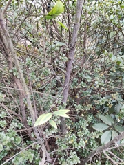 Syzygium grijsii