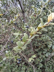 Syzygium grijsii