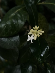 Palicourea boqueronensis