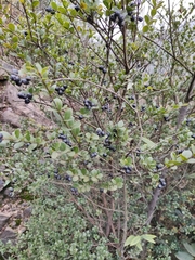 Syzygium grijsii