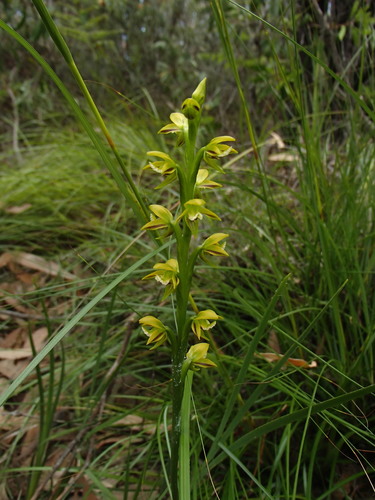 Image of Prasophyllum flavum by no rights reserved