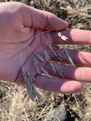 Bromus kalmii