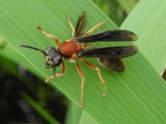 Polybia micans