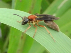 Polybia micans