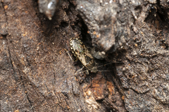 Heterogaster urticae
