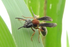 Polybia micans