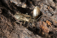Heterogaster urticae
