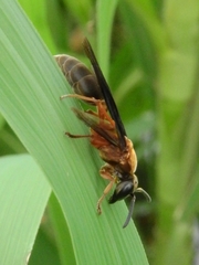 Polybia micans