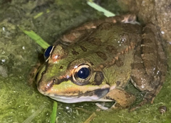 Pelophylax perezi