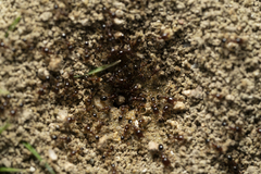 Trichomyrmex perplexus