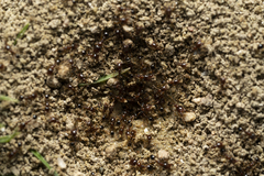 Trichomyrmex perplexus