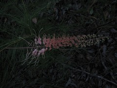 Grevillea dryandri