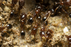 Trichomyrmex perplexus